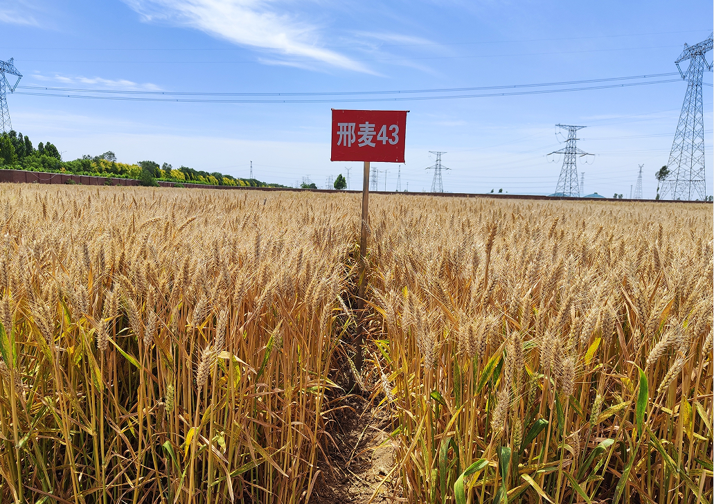 高产抗病小麦新品种邢麦43