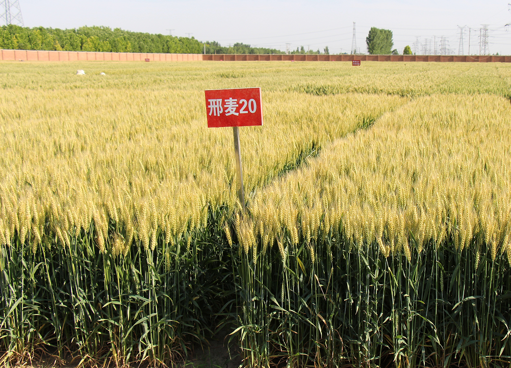 高产广适小麦新品种邢麦20