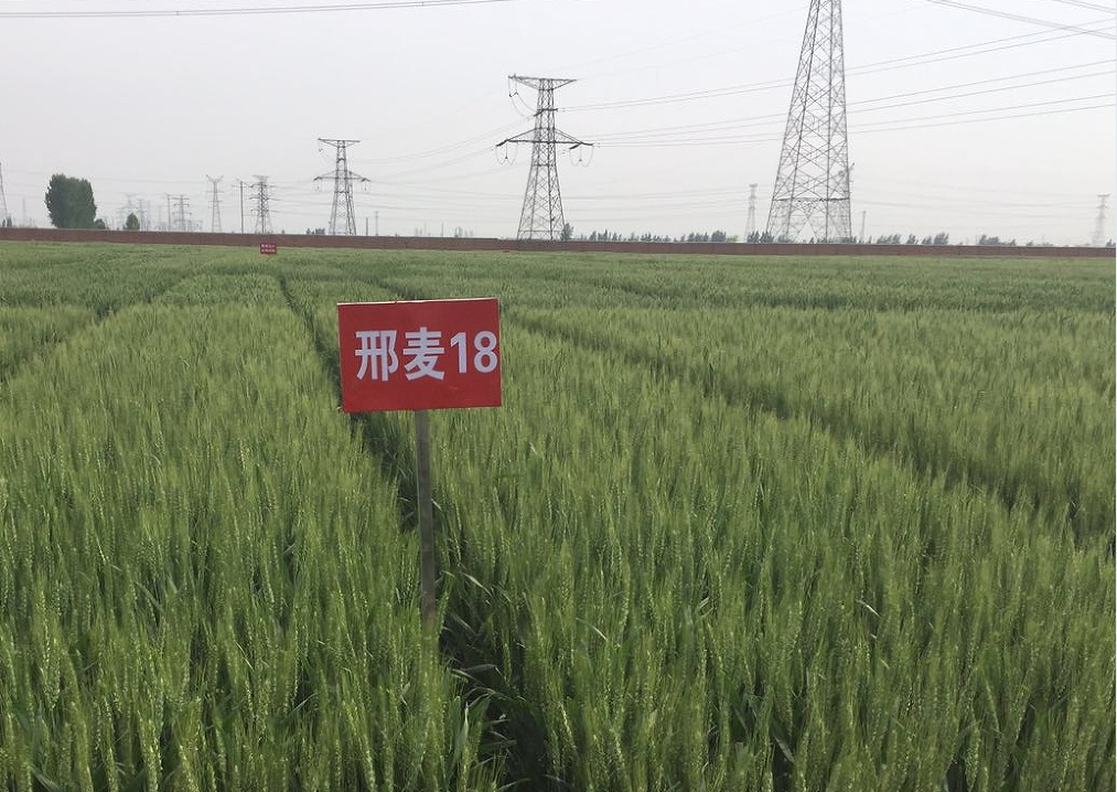 早熟高产小麦新品种邢麦18号